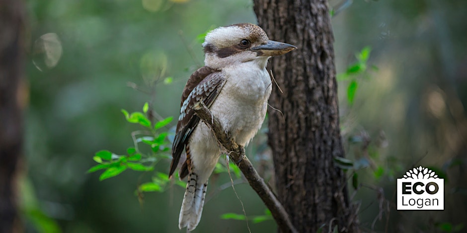 kookaburra nestled in a tree