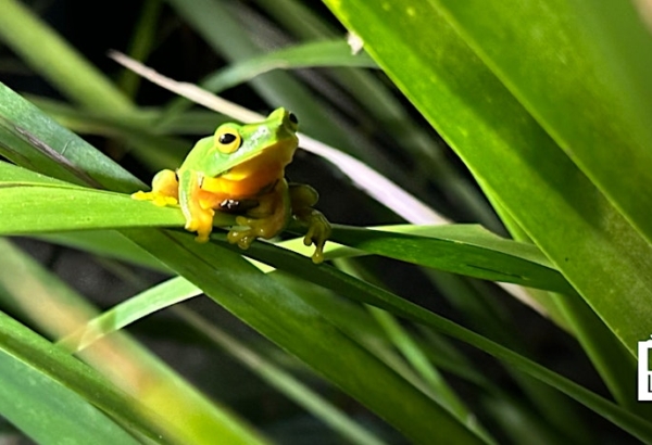 Frog on a leaf
