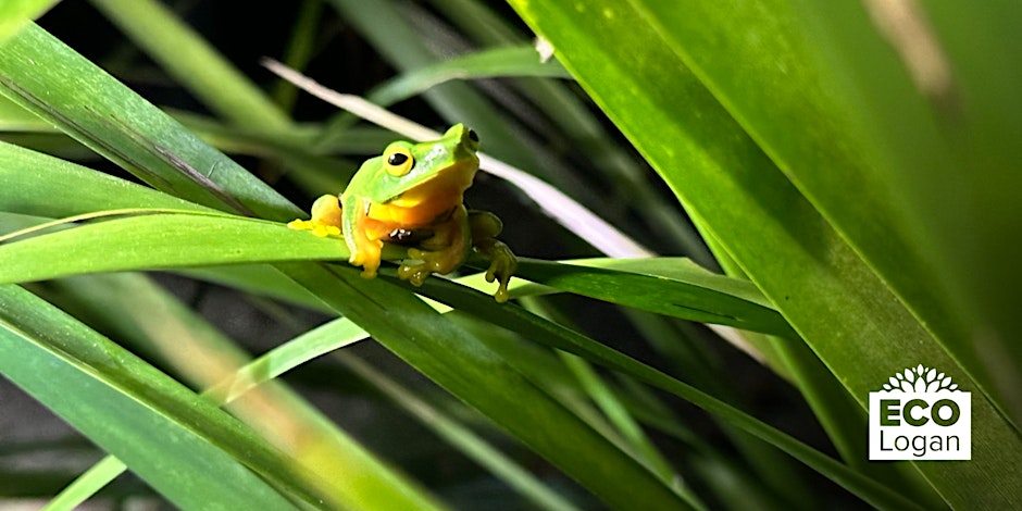 Frog on a leaf