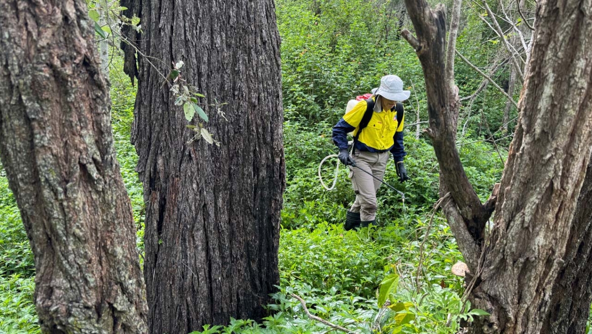 Person spraying weeks in bushland