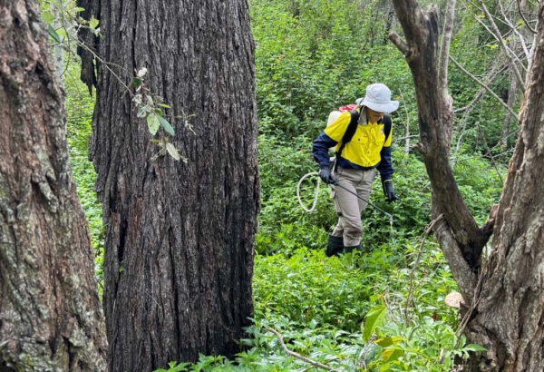 Person spraying weeks in bushland