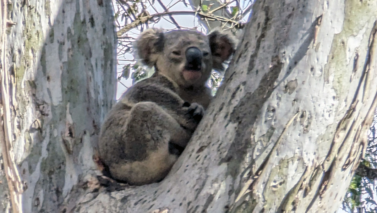 One of the koalas spotted recently at Alexander Clark Park at Loganholme.
An image of one of the koalas spotted recently at Alexander Clark Park at Loganholme.