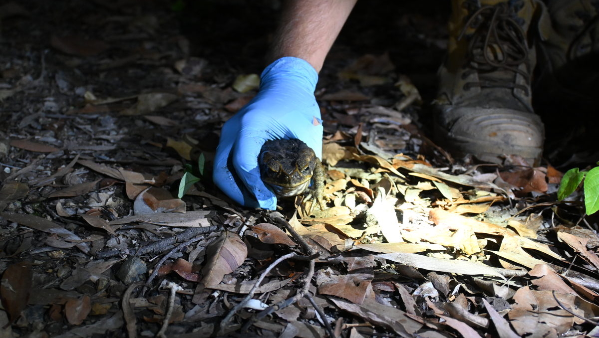 A person wearing a glove picking up a cane toad