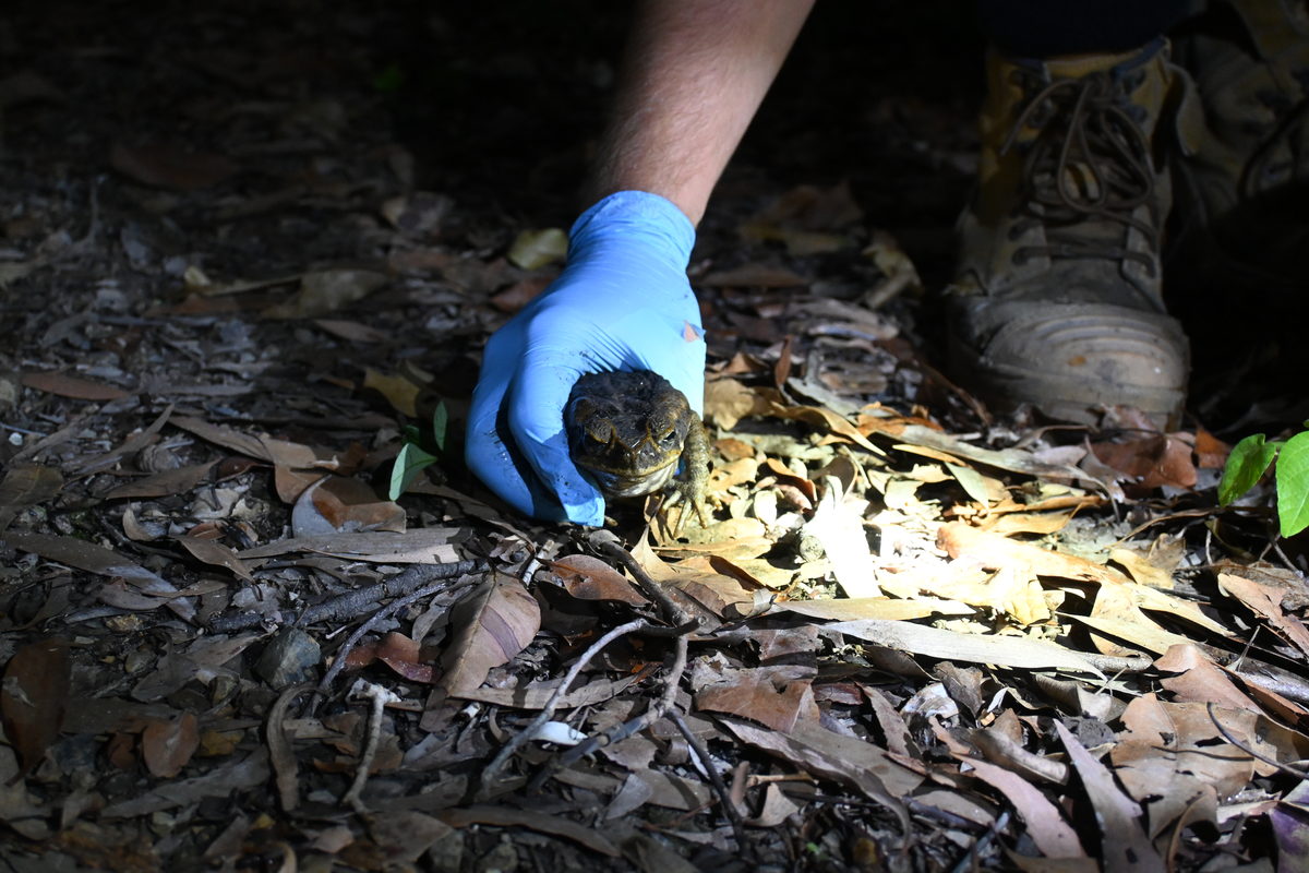 A person wearing a glove picking up a cane toad