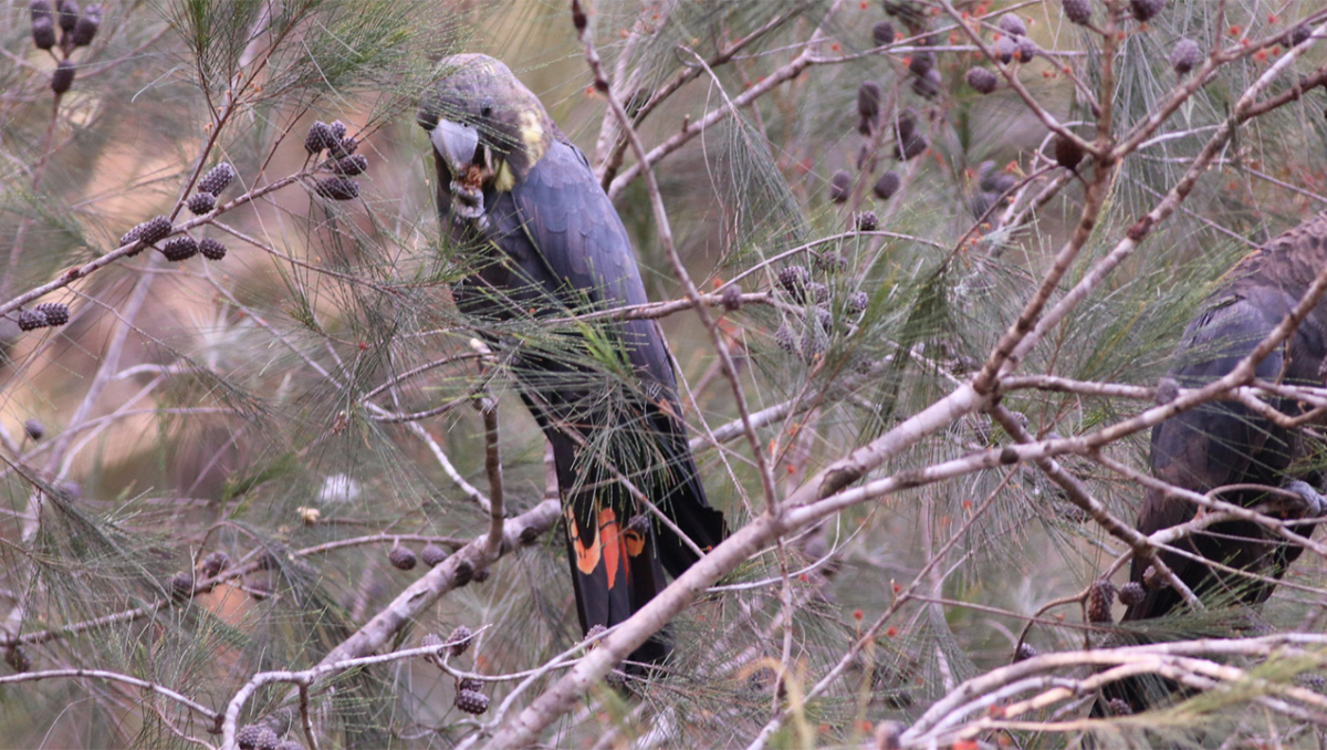 Glossy cockatoo