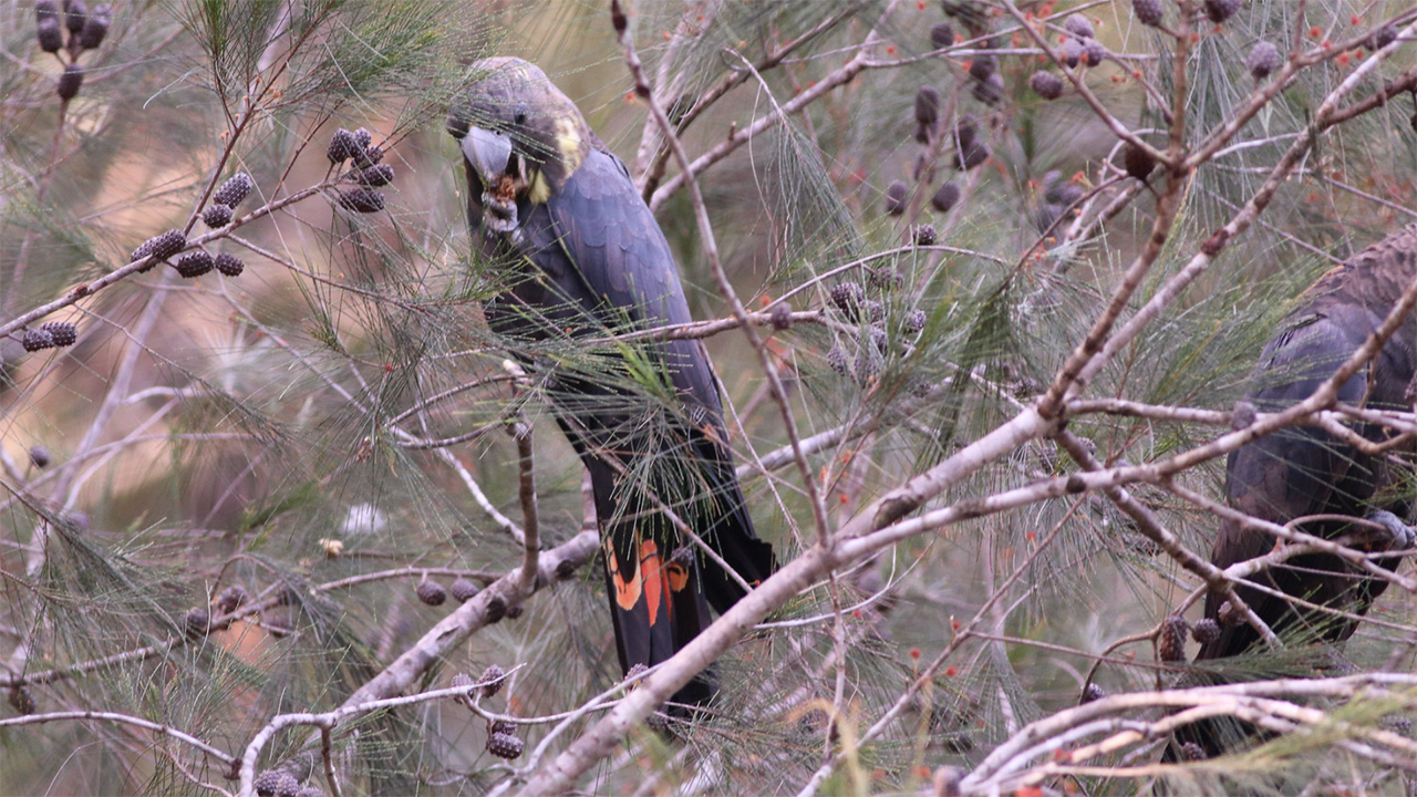 Glossy cockatoo