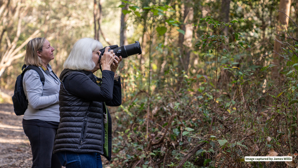 Women take photos of glossy cockatoos