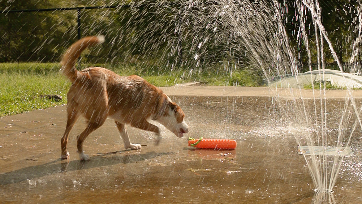 Article_dogpark.jpg